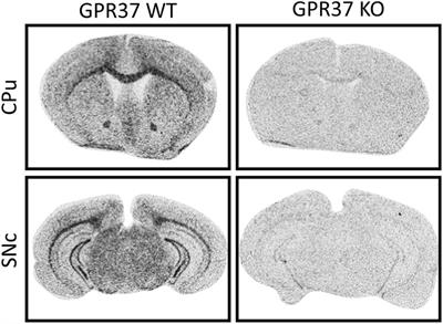 Deficits in Motor Performance, Neurotransmitters and Synaptic Plasticity in Elderly and Experimental Parkinsonian Mice Lacking GPR37